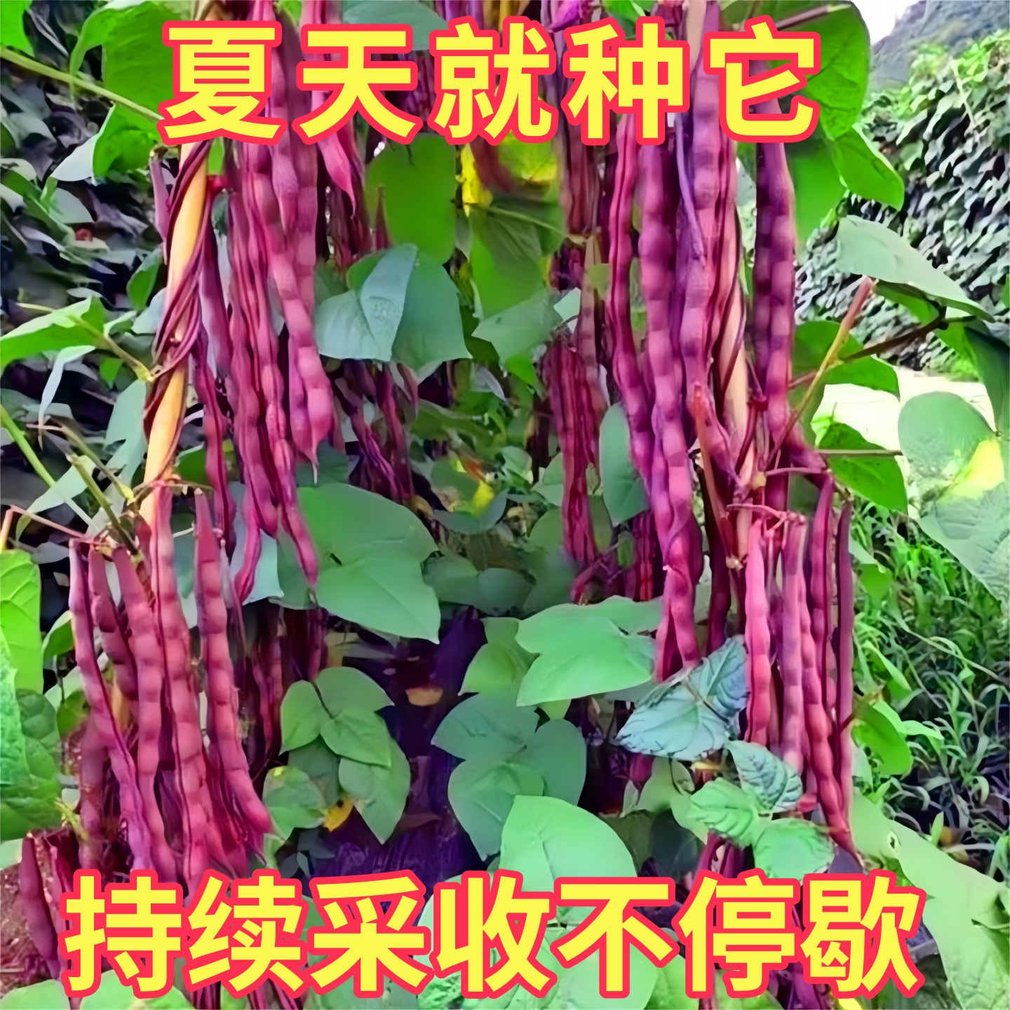 八角月忙冻死鬼豆角耐寒耐热无筋当年豆七彩无筋芸豆紫芸豆花菜