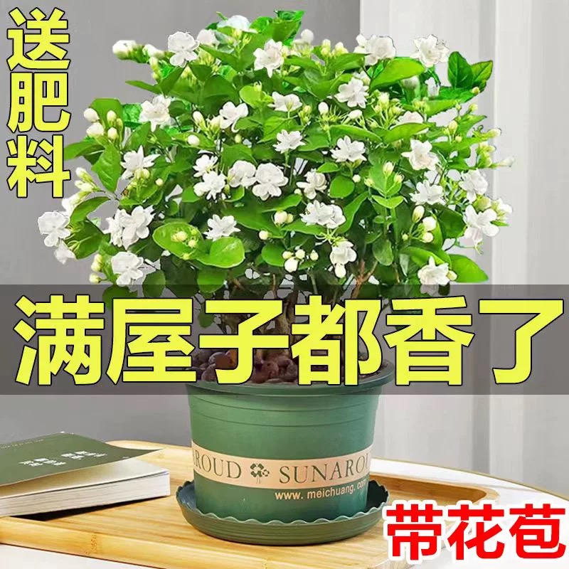 茉莉花苗盆栽带花苞九里香老桩驱蚊水培花卉绿植物室内栀子花好养