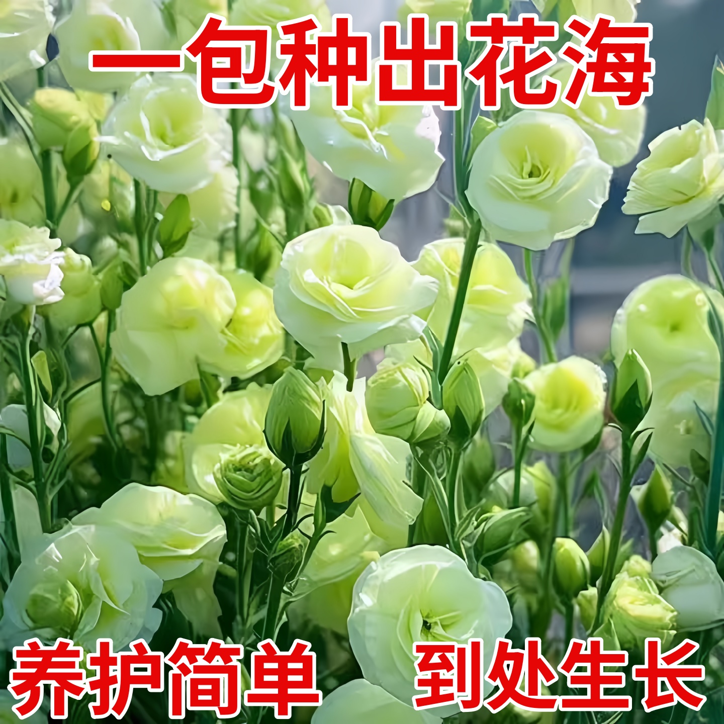 进口重瓣洋桔梗花种籽秋季易活花卉种籽子四季播种开花室内外花籽