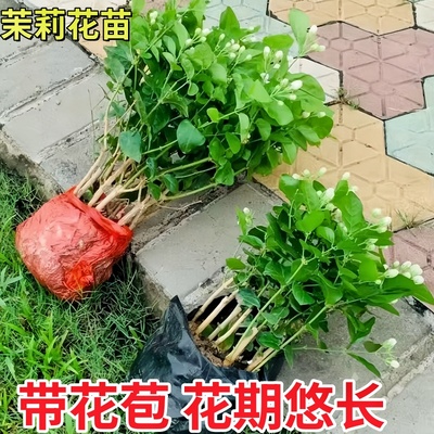 茉莉花盆栽带花苞花卉植物室内绿季植花苗浓香四开花驱蚊净化空气