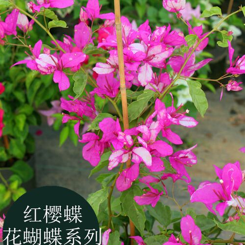 新品红樱蝶台夫人桑金巴三角梅盆栽带花J室内阳四季开花庭院花卉