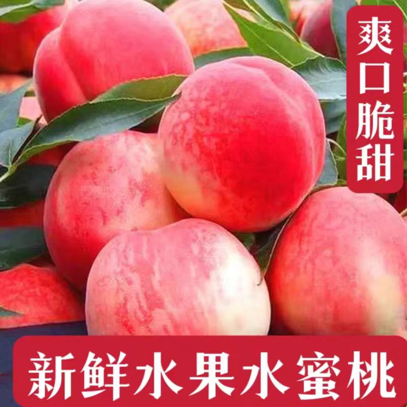 新鲜水蜜桃现货桃子甜桃时令蟠桃当季毛桃脆桃现摘速发包邮