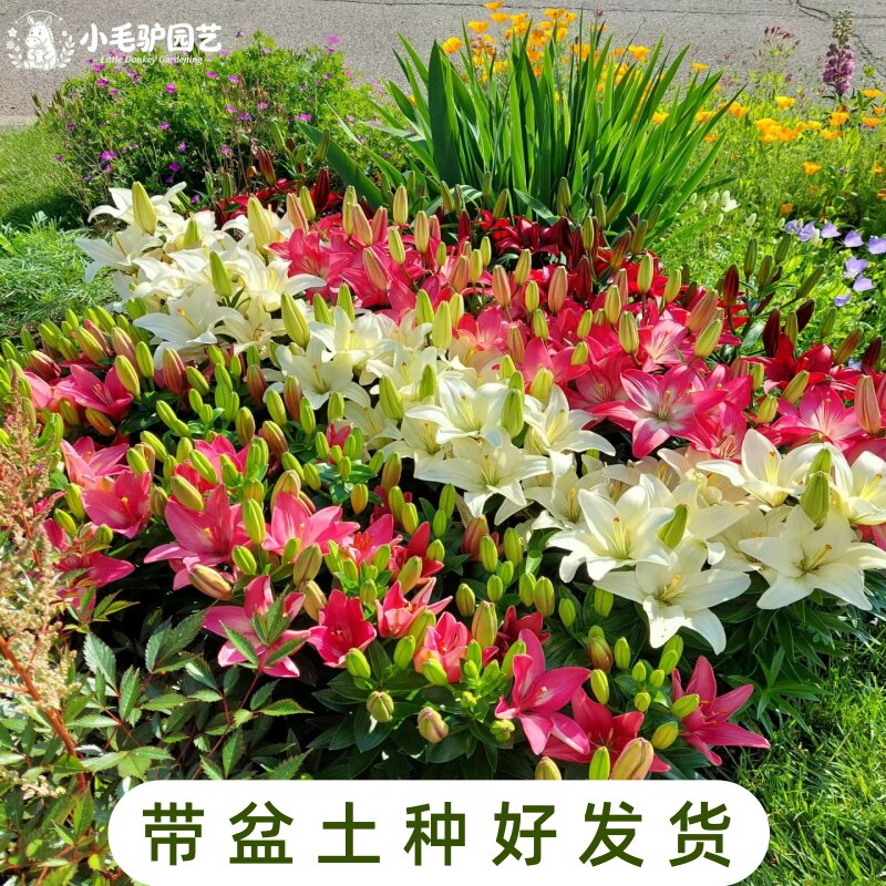 进口百合种球阳台庭院花卉球根植物花卉种球盆栽带盆土