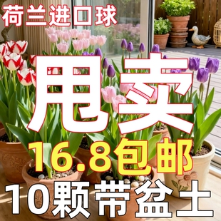 郁金香种球周长10厘米起分不清颜色了有大有小处理了 福利款