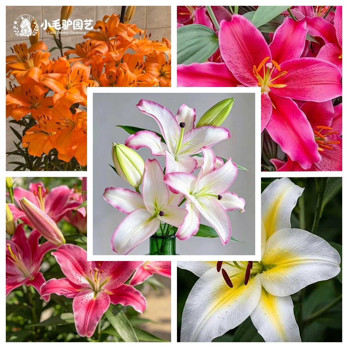 进口百合种球阳台庭院花卉球根植物花卉种球盆栽带盆土