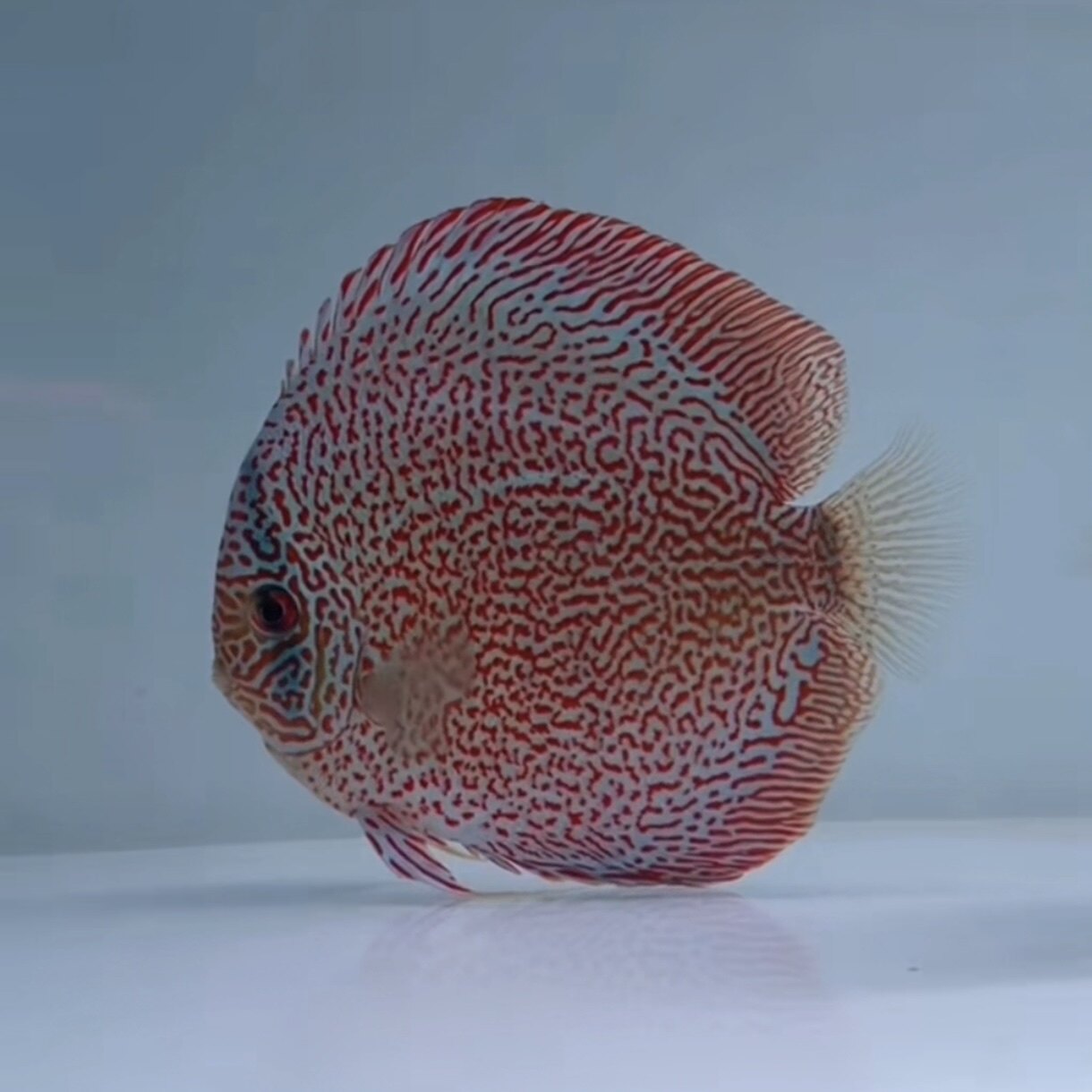 七彩神仙鱼热带观赏鱼蜘蛛细花豹已发色特价优惠出售包邮包损包活
