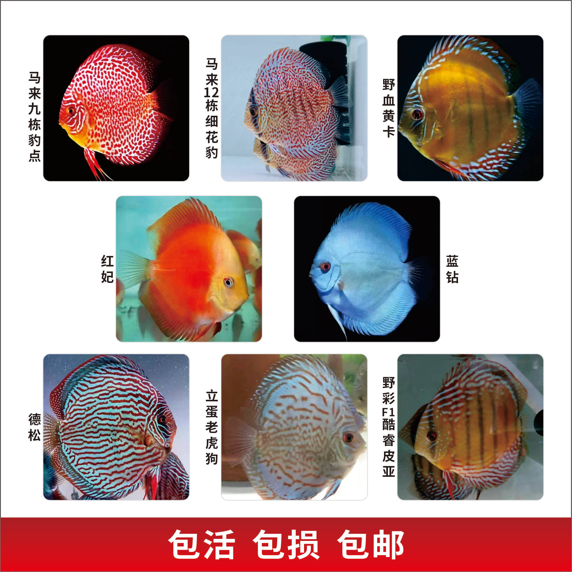 七彩神仙鱼热带鱼淡水鱼观赏鱼(包尾6-7厘米)好养易活包邮包活