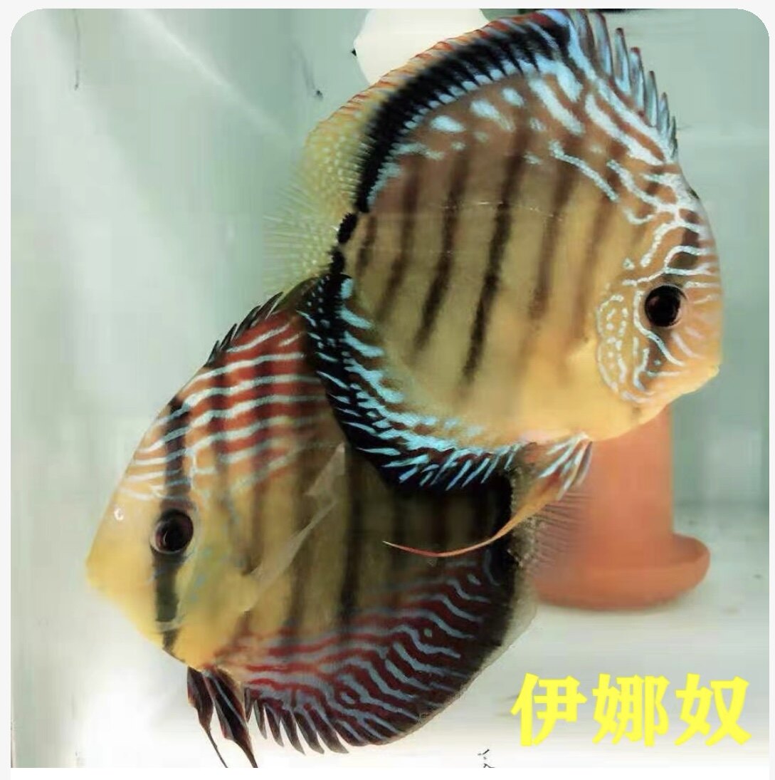 七彩神仙鱼热带观赏鱼淡水鱼野彩F1精品特价批发包邮包损包活