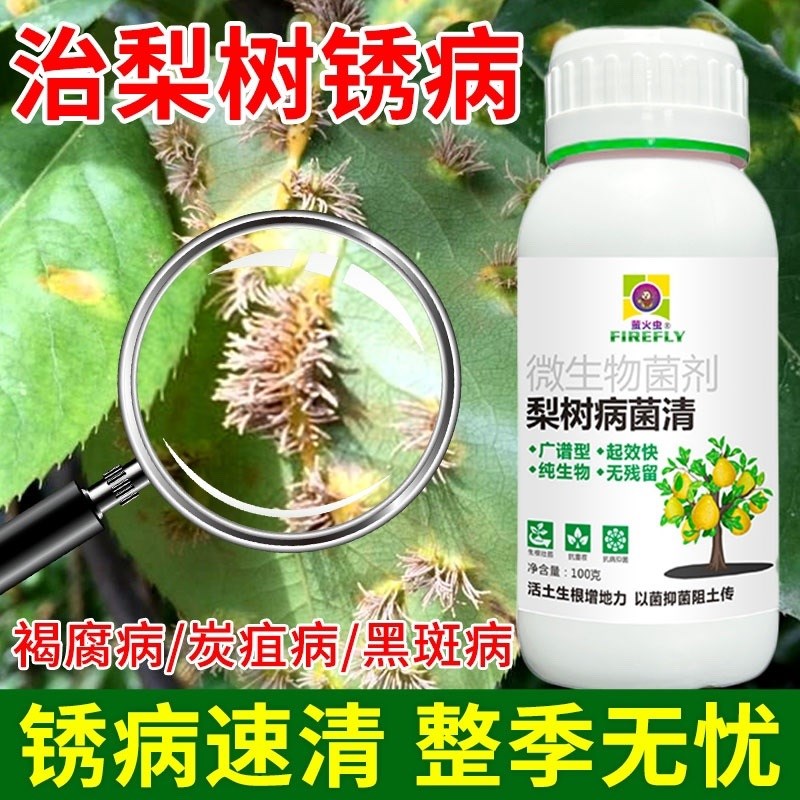 梨树锈病专用病菌清微生物菌剂炭