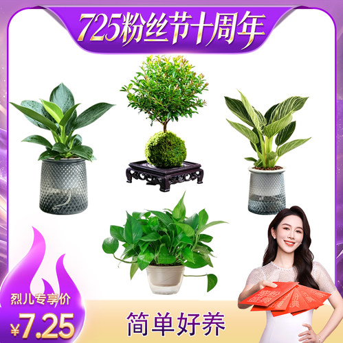 懒人绿植铂金钻四季好养办公室