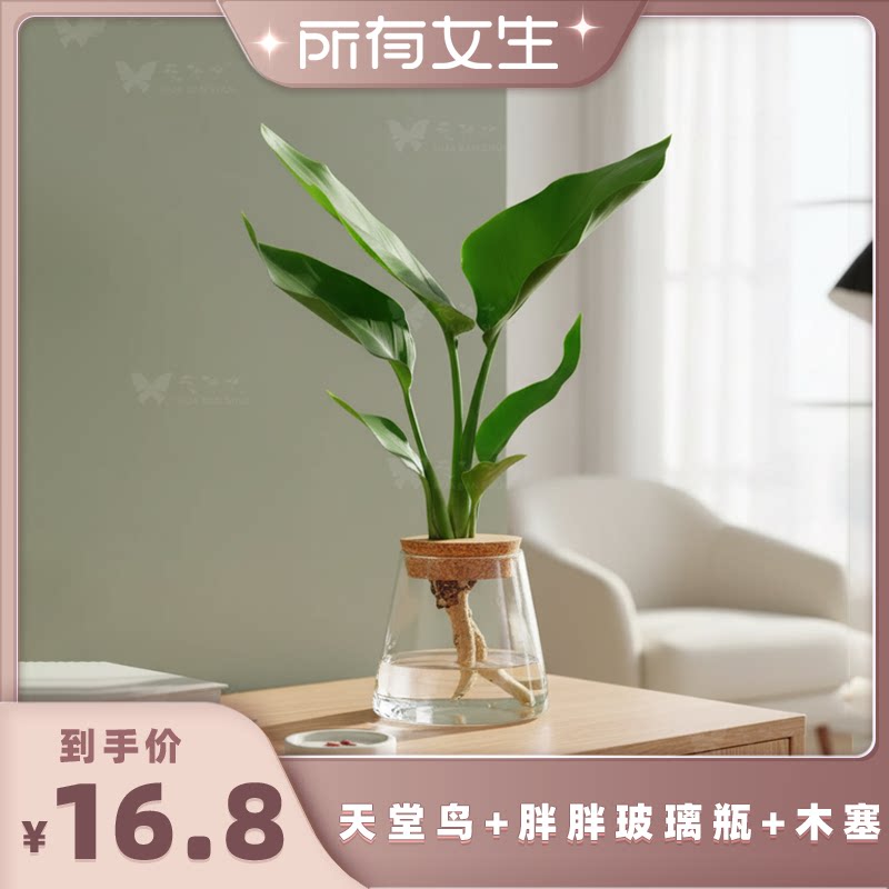 【所有女生直播间】花伴水创意水培天堂鸟绿植室内外好养桌面盆栽