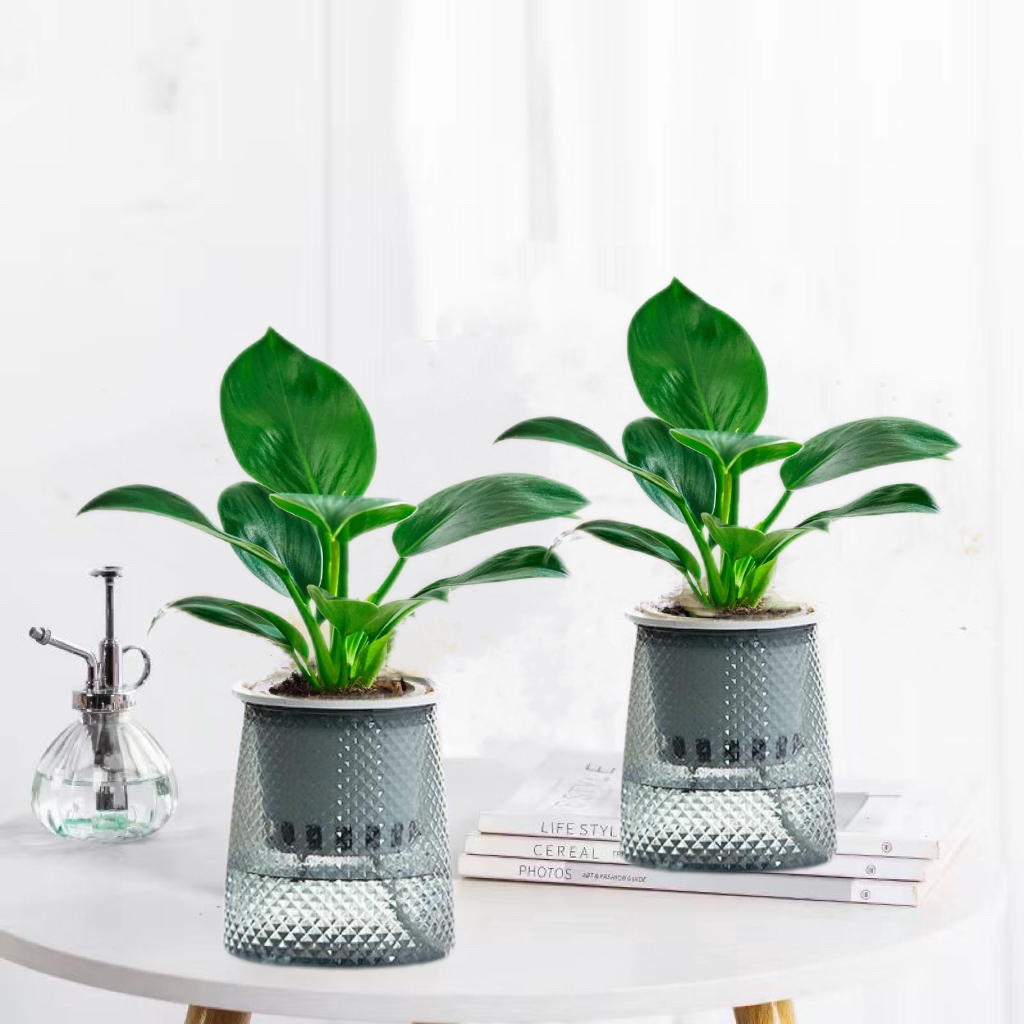 【花伴水】金钻盆栽水培植物室内绿植小盆栽