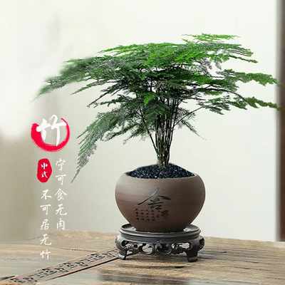 【花伴水】文竹盆栽植物室内客厅中式禅意微盆景办公桌面创意绿植
