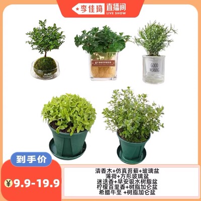 【李佳琦直播间】花伴水烘焙装饰款小型盆栽