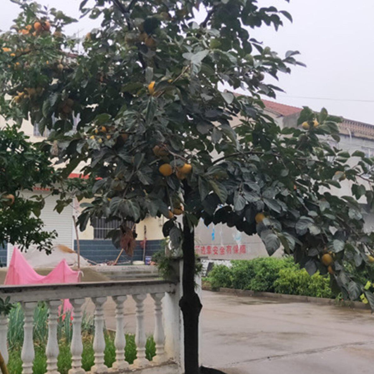 特大柿子花树苗庭院别墅南北方种植无核脆甜柿子树苗耐寒庭院植物