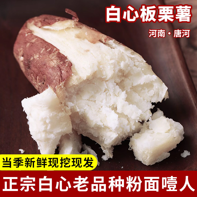 河南现挖老品种白心板栗薯新鲜地瓜番薯山芋白薯白心红薯干面粉糯