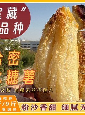 河南正宗哈蜜冰糖薯新鲜白心蜜薯