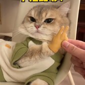 猫咪手指a套人手掌软胶玩具弹力搞笑造型宠物可爱金渐层小蓝金美