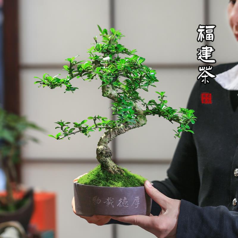 福建茶桌面造型盆景庭院客厅四季常青花卉好养绿植观叶小老桩盆栽