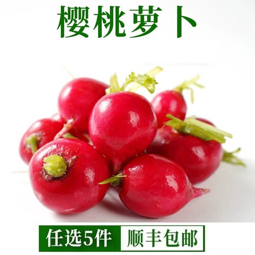 樱桃萝卜新鲜水果萝卜生吃即食蔬菜沙拉蔬菜新鲜500g水果小红萝卜