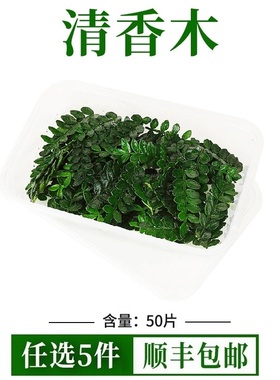 新鲜清香木西餐烘培装饰胡椒木叶子摆盘点缀花草蛋糕烘焙甜品专用