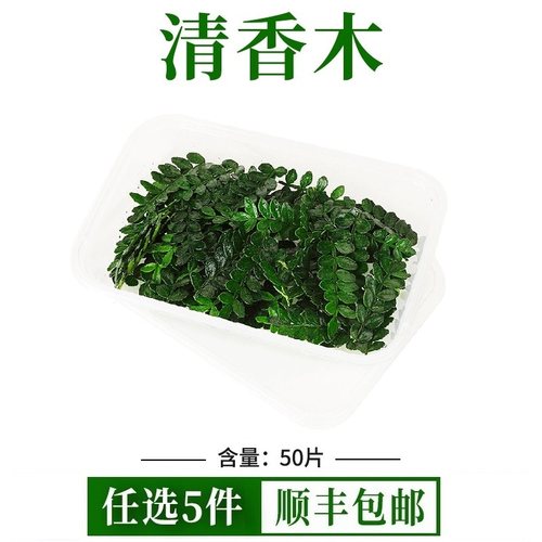 新鲜清香木西餐烘培装饰胡椒木叶子摆盘点缀花草蛋糕烘焙甜品专用