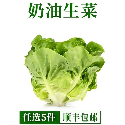 新鲜奶油生菜沙拉蔬菜叶质脆嫩口感西餐沙拉蔬菜500g即食清洗生菜