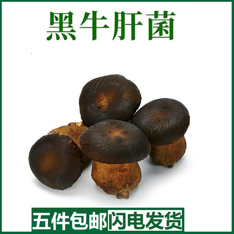 新鲜黑牛肝菌野生菌菌菇类牛肝菌食用菌类炒菜煲汤火锅食材500克
