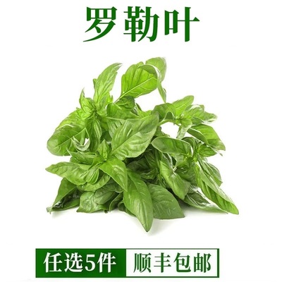 新鲜罗勒叶 西餐蔬菜可食用披萨意大利面香料青酱调摆盘