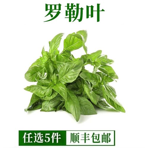 新鲜罗勒叶 西餐蔬菜可食用披萨意大利面香料青酱调摆盘