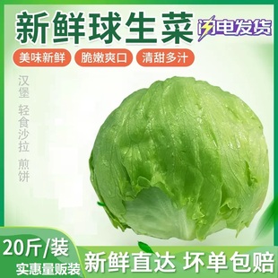 球生菜20斤 包邮 圆生菜西生菜 新鲜蔬菜沙拉食材西餐汉堡用生菜