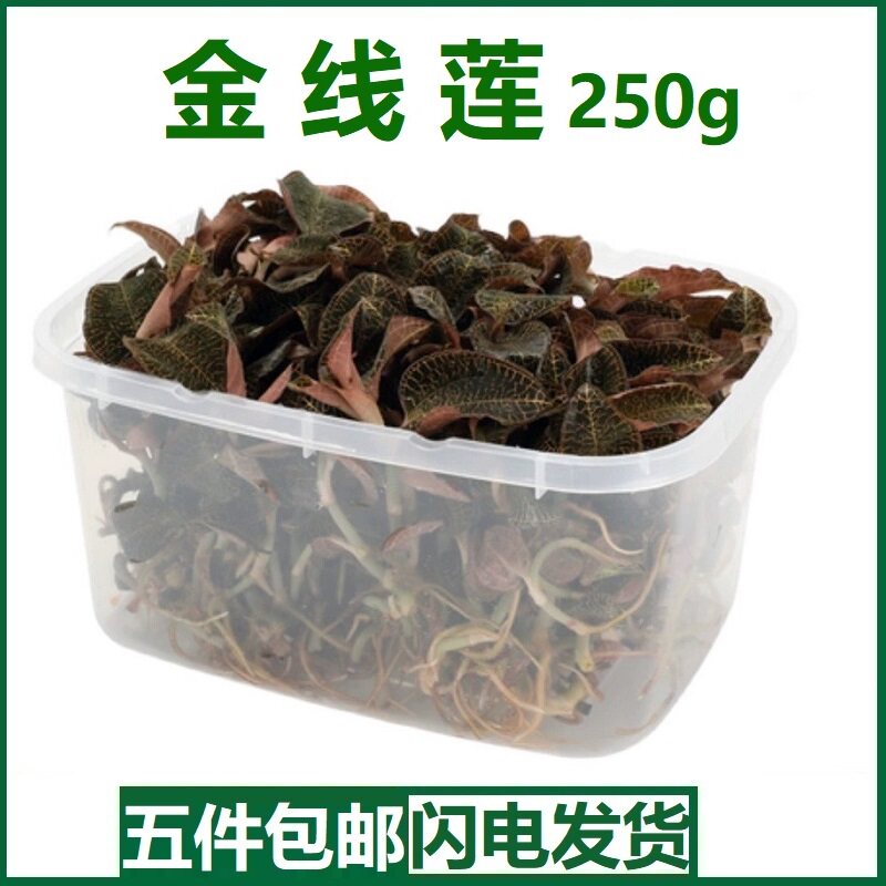 福建正宗金线莲鲜品保鲜盒装林下种植新鲜现摘整株金线莲苗茶250g