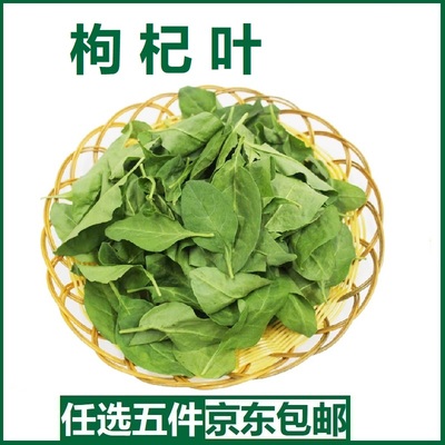 新鲜枸杞叶枸杞菜煮汤枸杞嫩叶蔬菜枸杞芽纯叶无梗500g福建发货