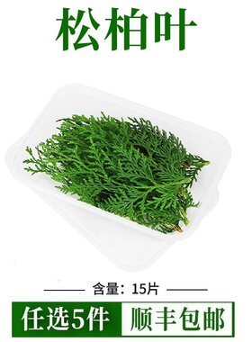 新鲜松柏叶一盒约15枝扁柏叶西餐摆盘装饰酒店装盘侧柏枝松柏枝