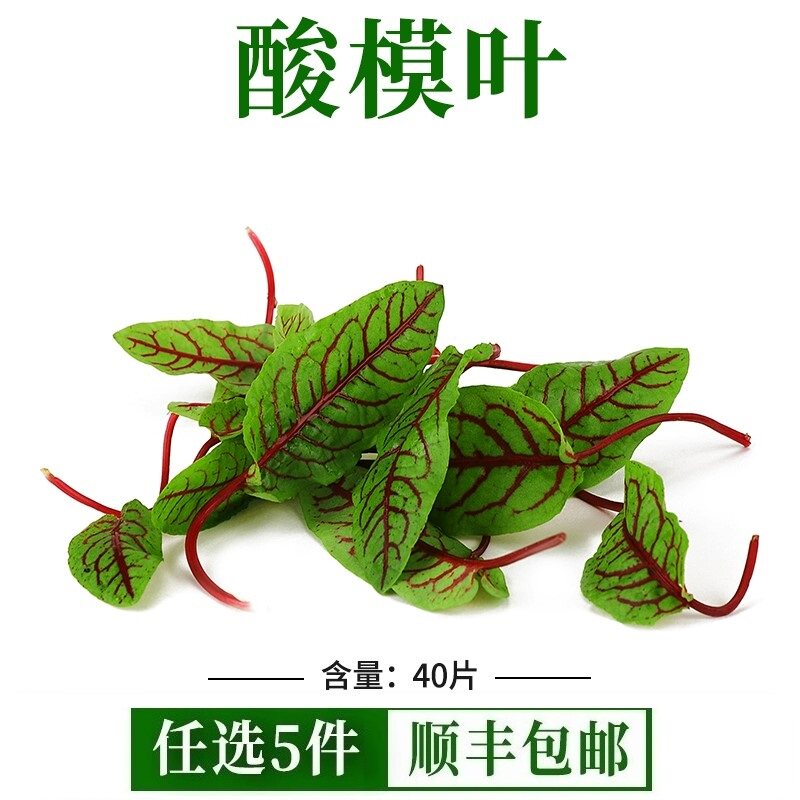 新鲜 红脉酸膜叶 酸模叶 红酸模草酢浆草食用花酒店摆盘装饰点缀
