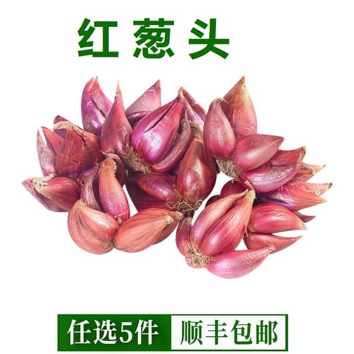 精选新鲜红葱头可种可食可熬油干葱头火葱头茬小香葱熬葱油特香籽