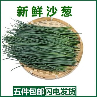 新鲜沙葱小葱香葱辛香脆爽美味可口现摘现发沙葱菜脆爽辛香500g