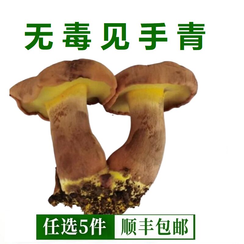 新鲜见手青 牛肝菌云南特产鲜黄牛肝菌非野生无毒菌菇炒菜煲汤2斤