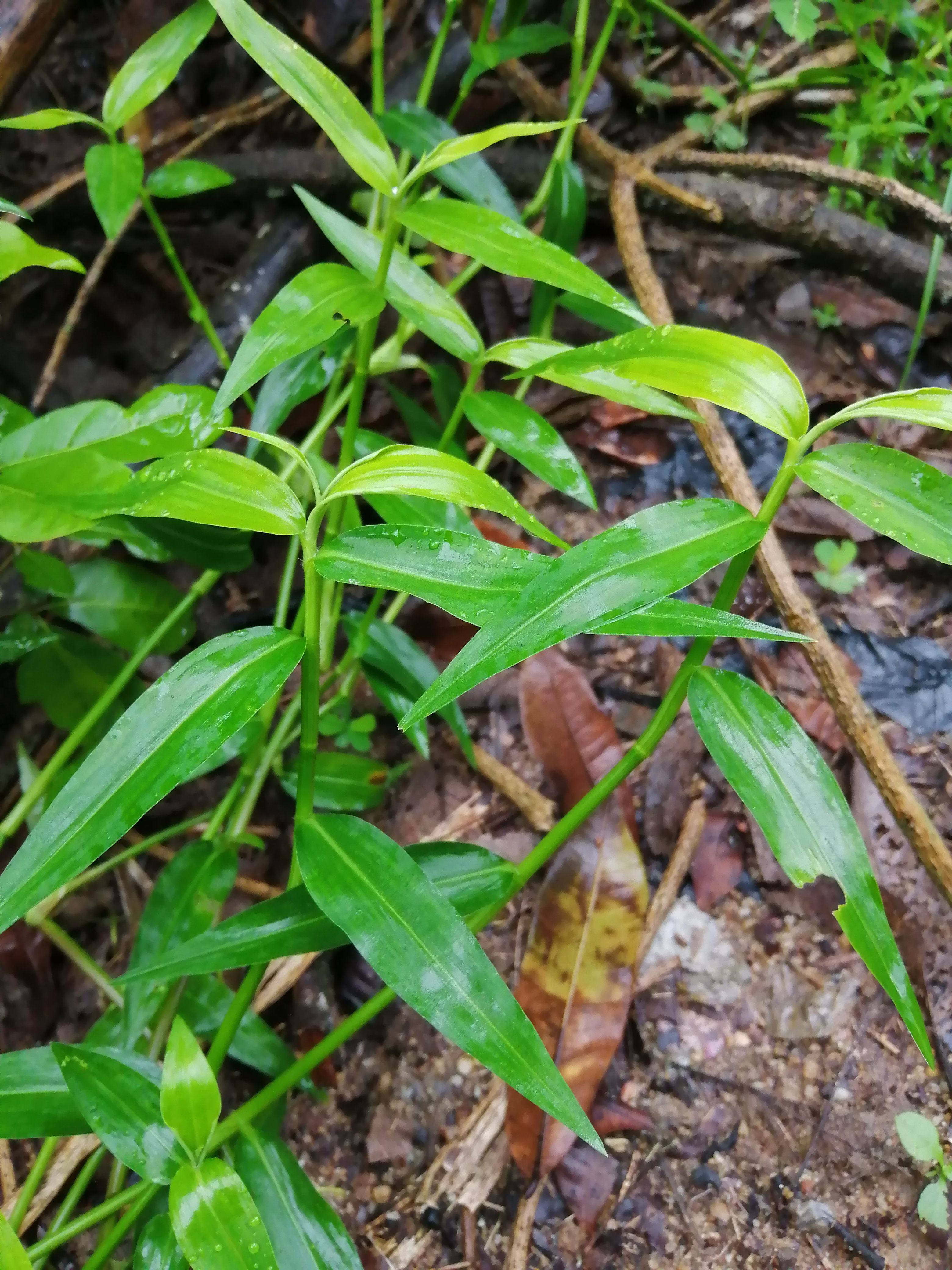 新鲜鸭跖草竹叶草水竹叶现采鸭拓草竹叶菜碧竹子中草药