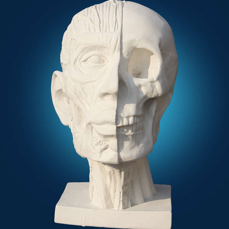 解剖肌肉 头骨 石膏像教具模具素描静物M写生美术头像静物摆件