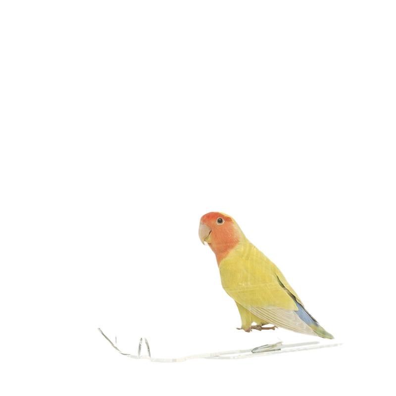 鹦鹉玄凤洗澡盒大号鸟用洗澡盆D圆笼方笼亚克力鹦鹉用品配件,宠物/宠物食品及用品,鸟笼,淘宝优惠券,粉丝福利购,淘宝优惠卷