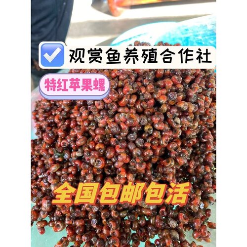 红苹果螺观赏螺黄金螺除藻螺工具螺狗头鱼观赏鱼活体饲料清洁包邮