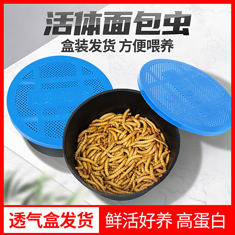面包虫活体透气小盒发货黄粉虫蜘蛛蝎子乌龟守宫角蛙鸟活饵饲料,宠物/宠物食品及用品,爬虫/鸣虫食物,淘宝优惠券,粉丝福利购,淘宝优惠卷