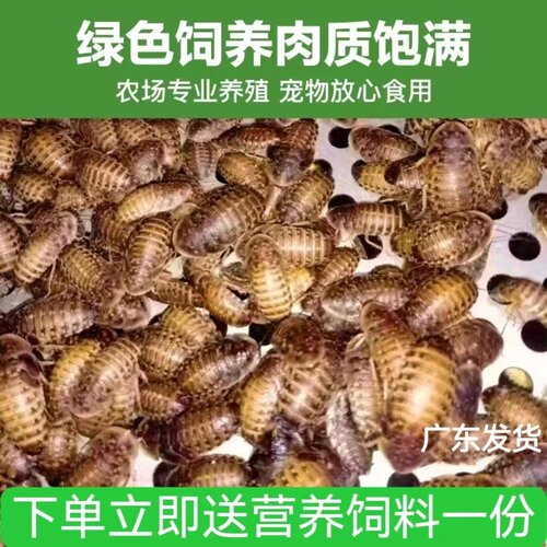 优质杜比亚蟑螂 爬宠 活饵 鬃狮 龙鱼 鸟类营养饲料活物虫子