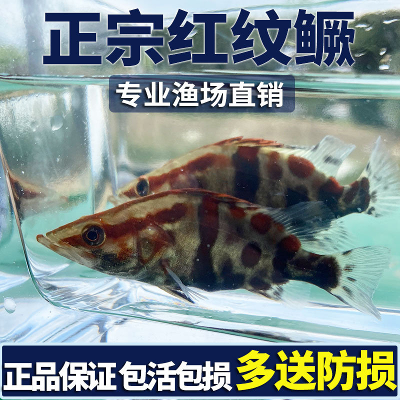 红纹鳜鱼苗观赏鱼活体桂花鱼苗红鱼