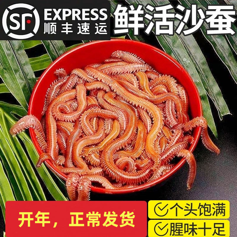活沙蚕 红青虫鲈鱼饵 海蚯蚓海蜈蚣海钓鱼饵料沙蚕饵海蚯蚓顺丰,户外/登山/野营/旅行用品,活饵/谷麦饵等饵料,淘宝优惠券,粉丝福利购,淘宝优惠卷