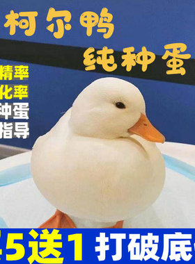 冲鸭柯尔鸭仔受精蛋网红科尔鸭受精蛋宠物鸭子种蛋柯尔鸭崽活体
