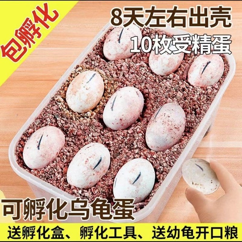 小乌龟蛋可孵化套装受精火焰麝香花龟草龟蛋金钱龟巴西龟儿童宠物,宠物/宠物食品及用品,龟/鳖,淘宝优惠券,粉丝福利购,淘宝优惠卷