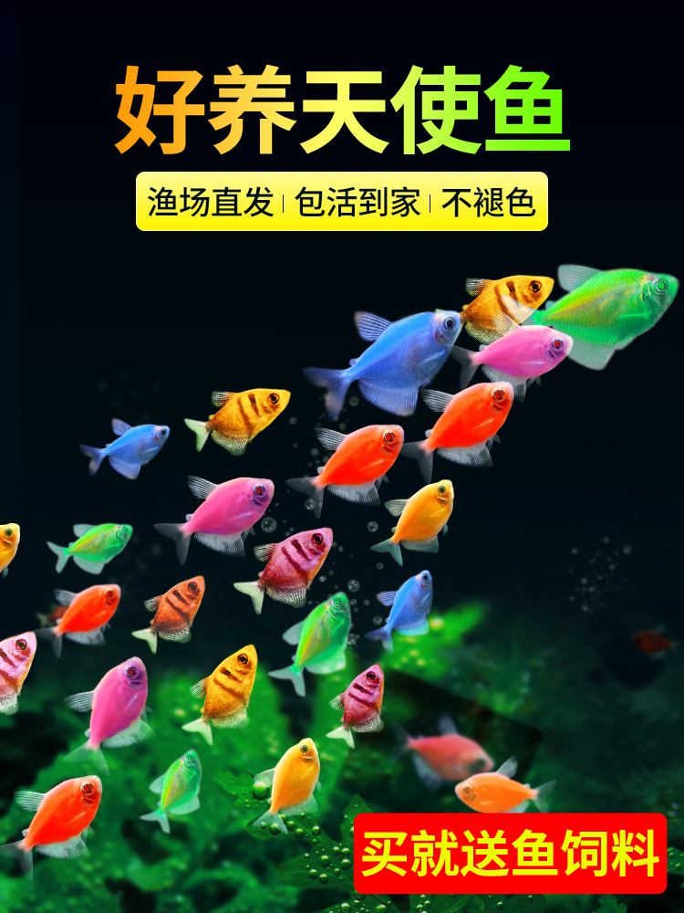 天使鱼精品观赏鱼小型淡水热带鱼好养耐活孔雀鱼活鱼金鱼斑马鱼苗