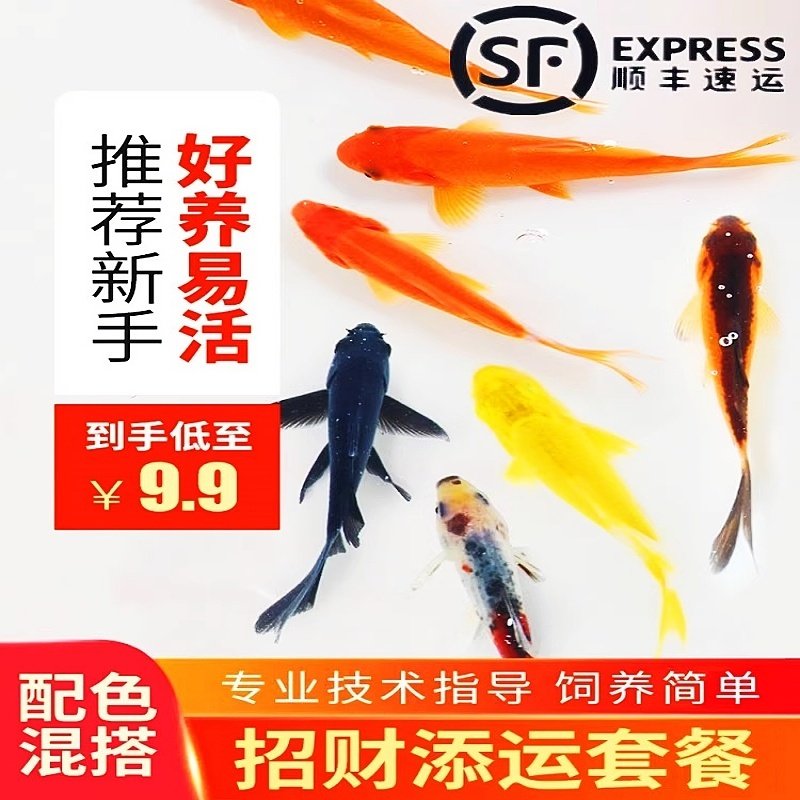 观赏鱼草金鱼苗养不死金鱼小鱼活鱼小宠物好养耐活龙鱼乌龟饲料鱼,宠物/宠物食品及用品,鱼,淘宝优惠券,粉丝福利购,淘宝优惠卷